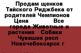 Продам щенков Тайского Риджбека от родителей Чемпионов › Цена ­ 30 000 - Все города Животные и растения » Собаки   . Чувашия респ.,Новочебоксарск г.